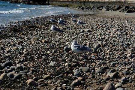 a squadron of sea gulls stand at the ready on the shore of the atlantic ocean on the north shore of massachusettsの写真素材