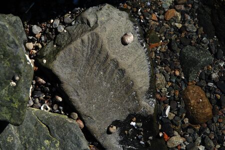 large rock on beach shows fossil of leaf, surrounded by seashells and mossの写真素材