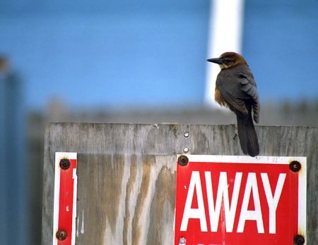 small bird sitting on old weathered broken sign, daytona beach, floridaの写真素材
