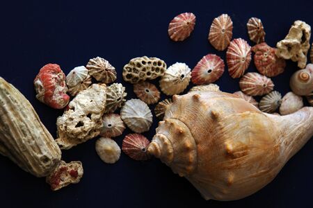 a collection of various sea shells, coral and mollusks  covering the page leaving lots of room for text ot images, blue backgroundの写真素材