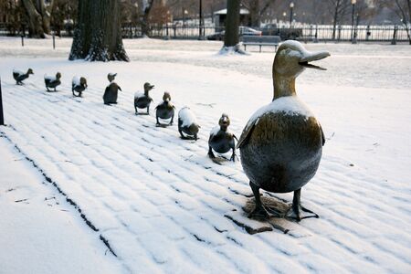 the famous family of brass ducks in boston's public gardens after a small snow stormの写真素材