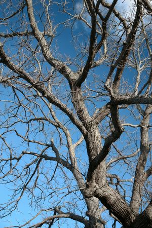 Gnarly tree against a blue sky with  many branches and twigs