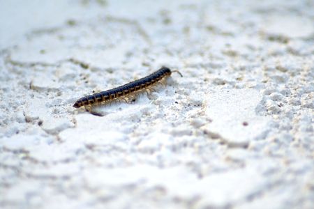 macro shot of caterpillar crawling along whiteish textured surfaceの写真素材