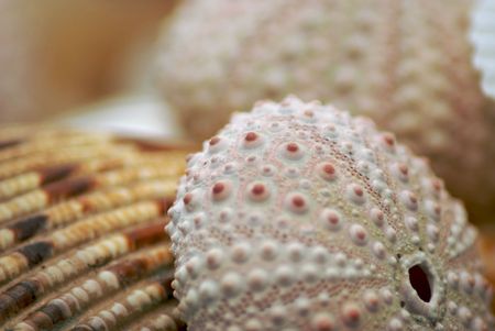 Collection of sea shells with shallow depth of fieldの写真素材