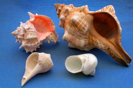 Collection of sea shells on blue background with shallow depth of field showing the underbellysの写真素材