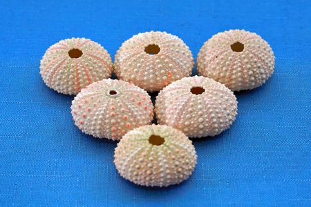 six seashells forming an upside down pyramid