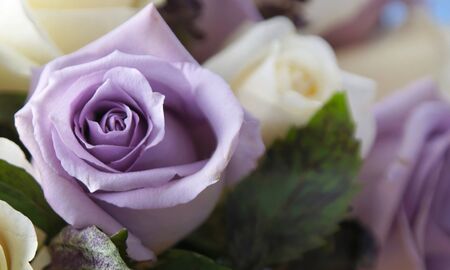 close up of beautiful white and purple roses in bloom arranged in bouquetの写真素材