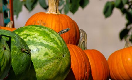 watermelons and pumpkins lined up at harvest timeの写真素材