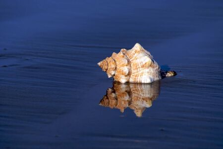 Large conch shell on the shore as the tide comes in, in bright sunshine with vivid, sharp reflectionの写真素材