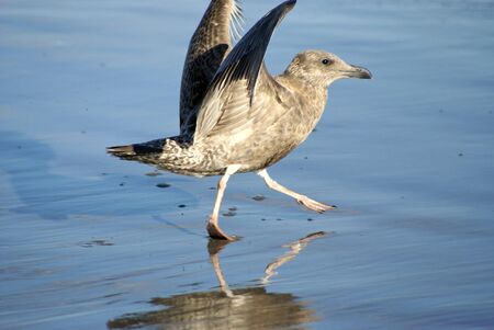 a brown sea gul landing on the beach looking like he is strolling with his wings up in the air.の写真素材