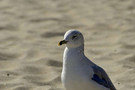 close up of a white and grey sea gull, at the beach, the background is dry sandの写真素材