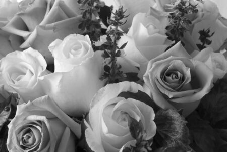 Beautiful black and white roses in bloom arranged in bouquetの写真素材
