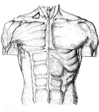 pen and ink anatomical drwaing of the back of a man showing muscles, illustration was drawn by photographerの写真素材