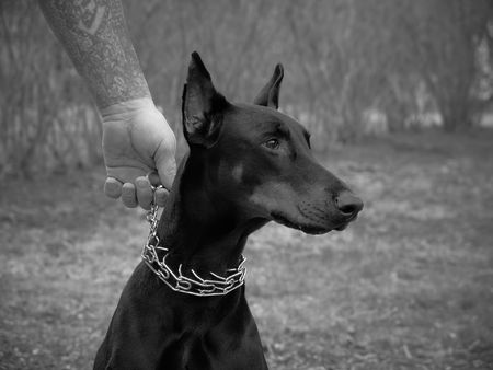 black and tan doberman being held by owner by chained collar                               の写真素材