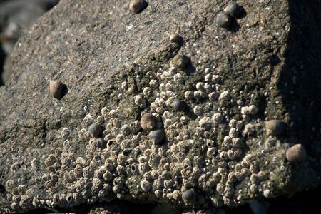 barnacles and snails gather together in the sunshine on a large rock