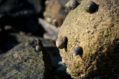 close up detail of small snails on big rock at ocean with selective focusの写真素材