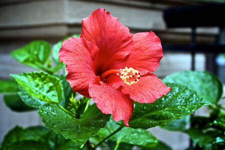 large red and yellow flower outside in the rain