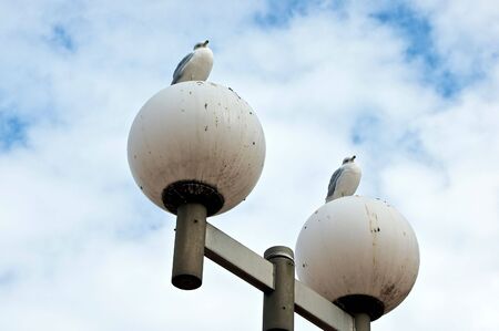twin ring billed gulls sit perched upon bird poop covered white globe lights in the city against the skyの写真素材