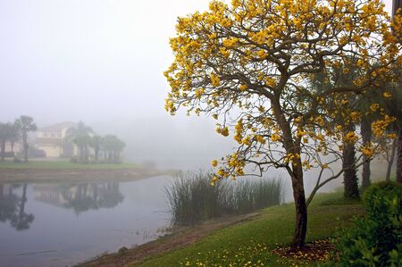 foggy morning in florida showing flowering tree in bloom with lake front homes reflected in water in the backgroundの写真素材