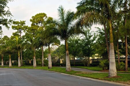 row of palm trees lining street on a late spring morning in bonita springs floridaの写真素材