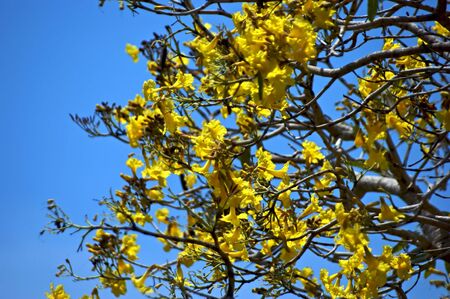 looking up at tree with yellow blossoms against a blue sky