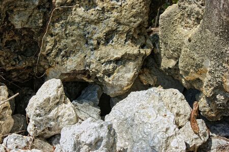 detail of tropical sea stones with sea shell fossils in them, suitable as background imageの写真素材