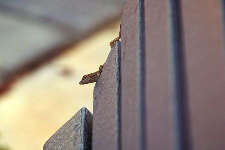 cute small alert lizard crawling down the side of a park benchの写真素材