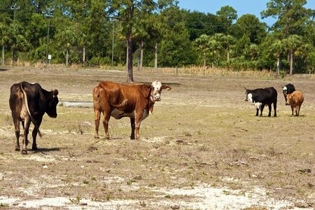Variety of cows standing looking and walking on a barren fieldの写真素材