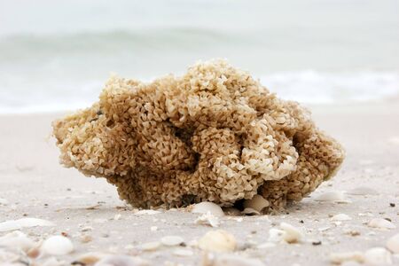 close up with shallow depth of field of a sea sponge on the beach surrounded by shellsの写真素材