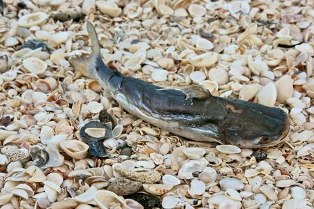 Dead decomposing fish lays on top of abeach covered with sea shells, seen from the topの写真素材