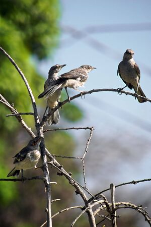 four young birds perched in a dead tree in various posesの写真素材