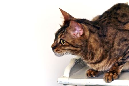 Bengal cat against white wall on wooden table.