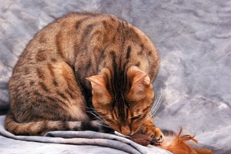 Adult male bengal cat attacking feathered toy.の写真素材
