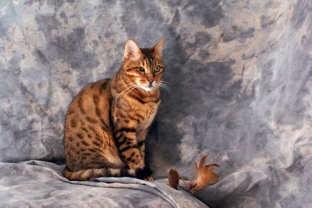bengal cat sitting against grey background with feathered toy.の写真素材