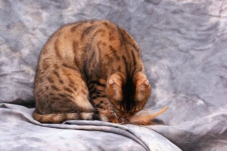 male bengal cat leaning down to bite on feathered toy against a grey backgroundの写真素材