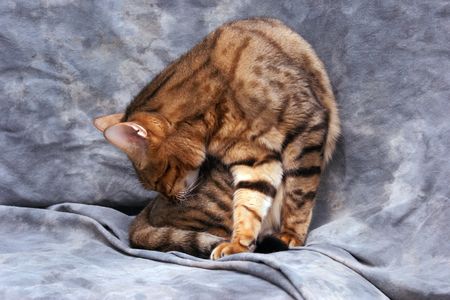 portrait of bengal cat twisting to clean himself against a grey backgroundの写真素材