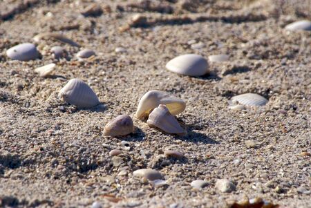 clam like sea shells on the beach on a sunny dayの写真素材