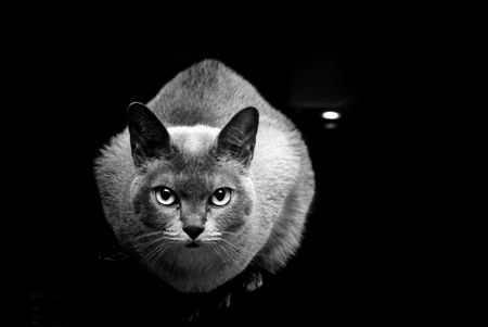 Black and white image of a burmese cat looking intnetly at viewer, with copy space