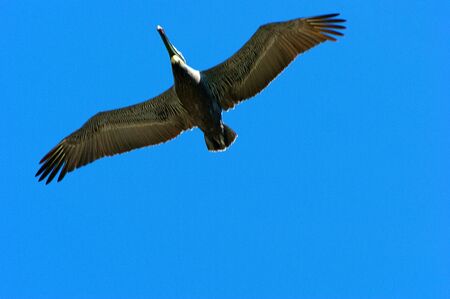  a large brown pelican is soaring overhead against a clear blue skyの写真素材