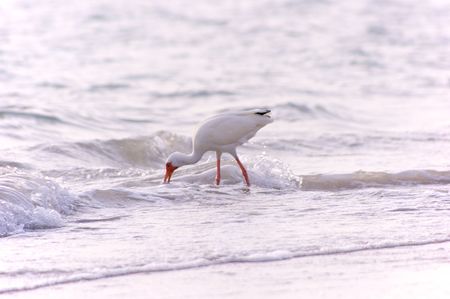 an american white ibis as feeding at the edge of the gulf of mexico in southwest florida, its long orange beak is in the waterの写真素材