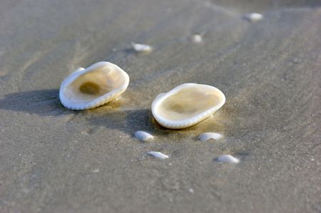two sea shells are turned over and filled with sea water, useful as a travel of vacation imageの写真素材
