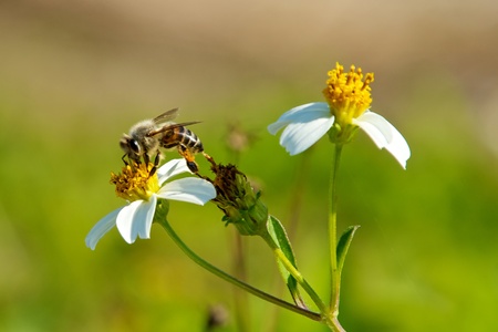 Close up of bee pollenating flower on a winter day in florida.の写真素材