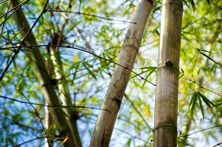 Looking up at bamboo trees against a blue sky の写真素材