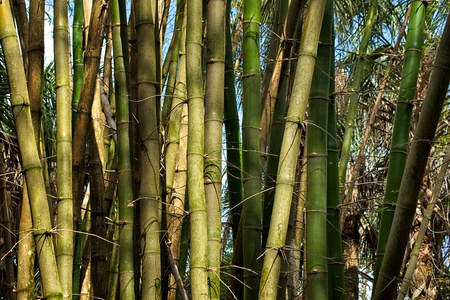 A thick patch of bamboo trees are dappled by the morning sunlight in the middle of a tropical jungle の写真素材