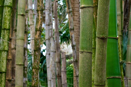Young green bamboo trees stand in the foreground with older grey bamboo trees in the background with shallow depth of field  の写真素材