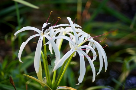 Baby lubber grasshoppers climbing up and down on a large white wild flower.の写真素材