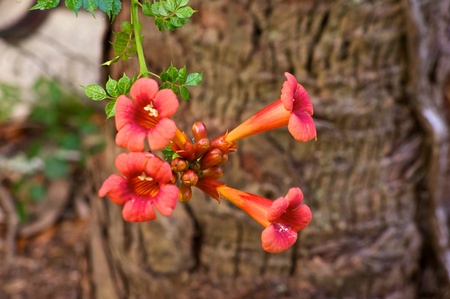 Beautiful red and orange flowers of the trumpet vine or trumpet creeper  Campsis radicans , also known as  cow itch vine    Flowers are in bloom with seeds and leavesの写真素材