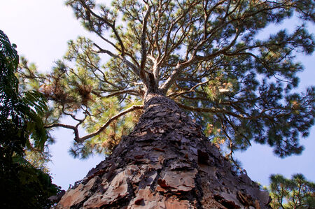 majestic pine tree with large gnarly branches filling the sky の写真素材