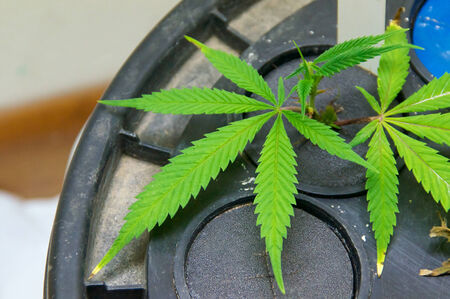Young marijuana plants are being grown artificially in a plastic hydroponic container の写真素材