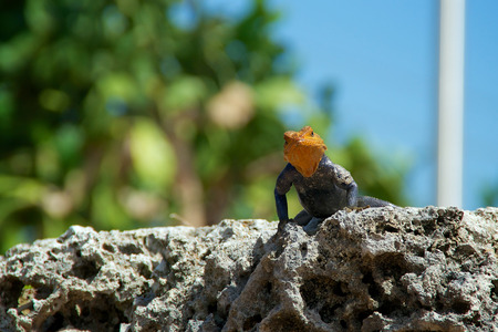 A red headed rock agama lizard is on top of a large coral rock looking at viewer with copy space in the trees behindの写真素材